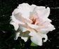 Whisper rose photo