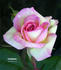 Columbine rose photo