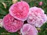 Jacques Laffitte rose photo