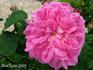 Marquise de Mortemart rose photo