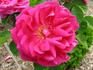 Alphonse Soupert rose photo