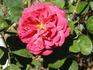 Sequoia Ruby X Tuscany Superb rose photo