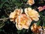Twilight Mist rose photo