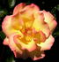 City of Auckland rose photo