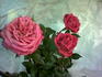 Gala rose photo