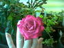 Gala rose photo