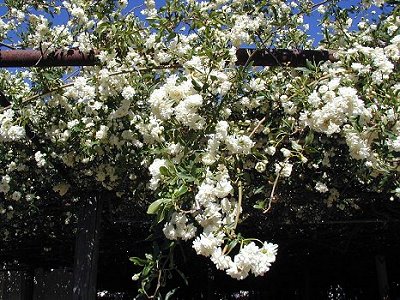 The Tombstone Rose