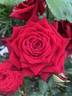 Bold Ruler rose photo