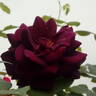 Black Moon rose photo